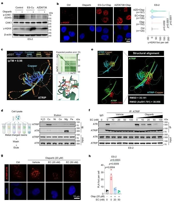 AlphaFold3预测及实验证实铜离子结合ATRIP破坏ATR-ATRIP相互作用图