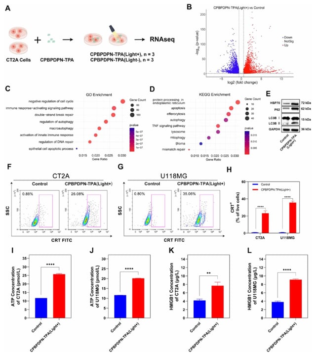 CPBPDPN-TPA诱导免疫原性细胞死亡(ICD)的关键分子标志物释放数据图