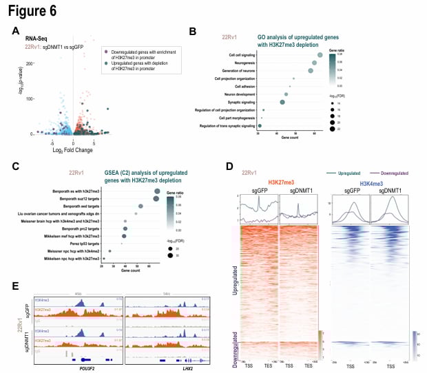 DNMT1缺失对前列腺腺癌H3K27me3修饰及神经分化基因表达的影响
