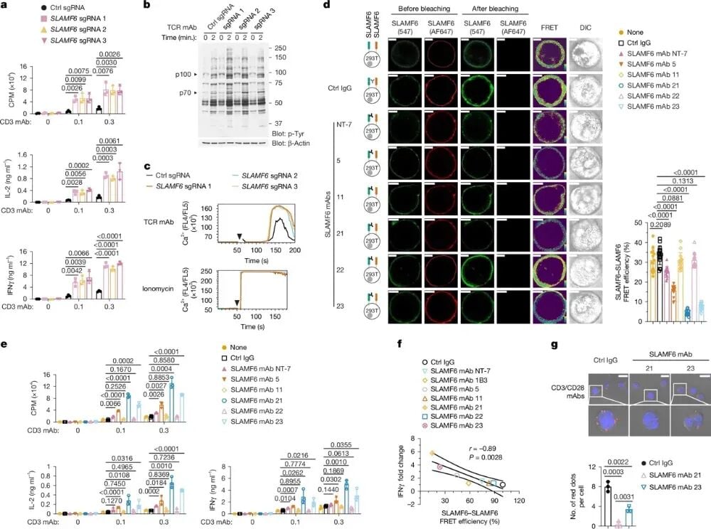 人类T细胞中SLAMF6抑制作用及其阻断后激活效应的实验数据