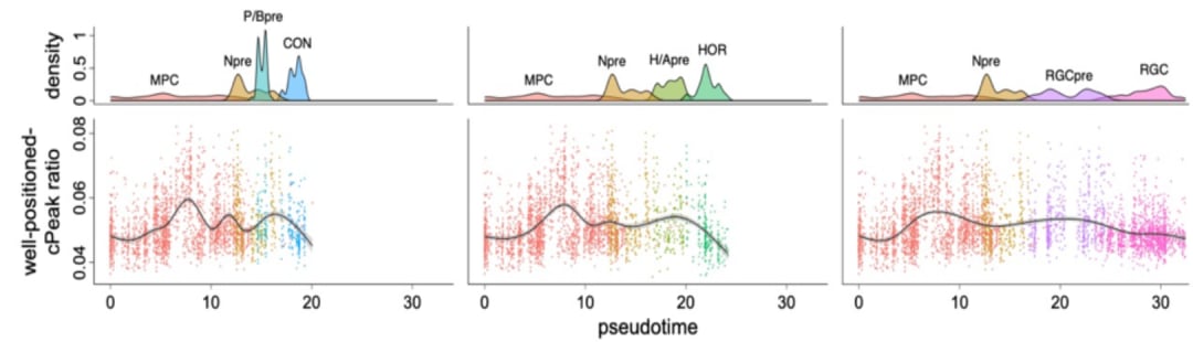 well-positioned cPeak在人类胎儿视网膜发育过程中的动态变化比例
