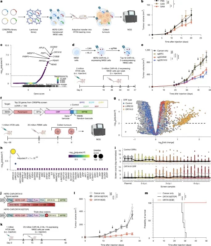 OR7A10增强CAR-NK细胞抗肿瘤疗效的体内CRISPRa和ORF筛查结果图