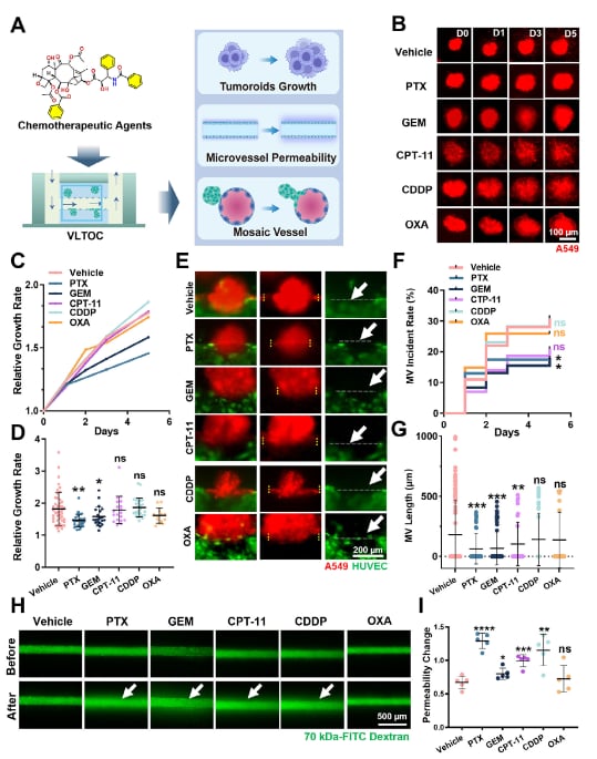 血管化肺肿瘤类器官芯片评估临床化疗药物的抗肿瘤及血管毒性
