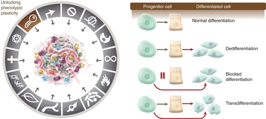 癌症细胞解锁表型可塑性的示意图，解释细胞分化中断