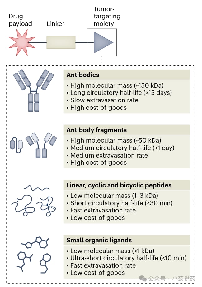 不同类型药物偶联物（ADC、SMDC、PDC）的尺寸与肿瘤渗透性对比