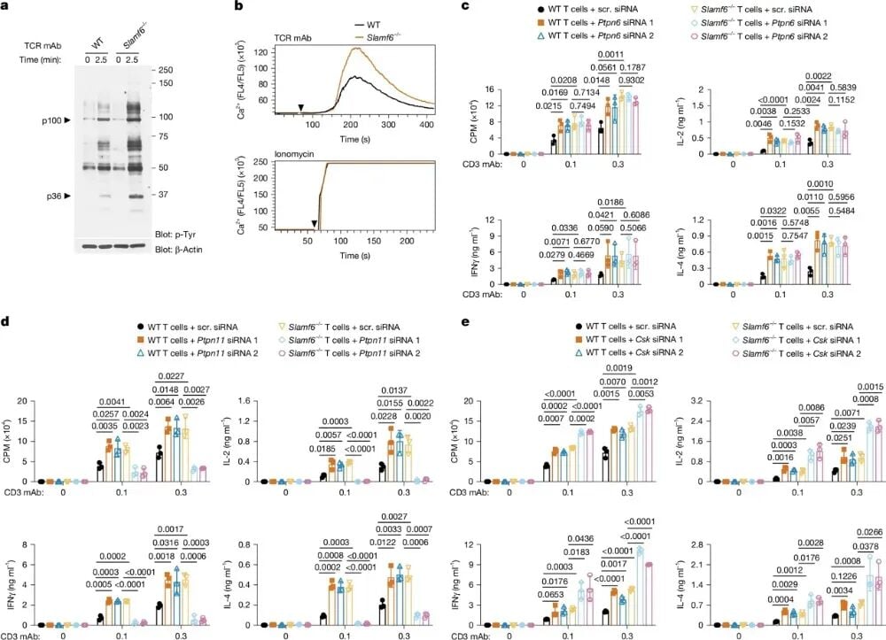 SLAMF6通过SHP-1磷酸酶抑制T细胞受体信号传导的分子通路图