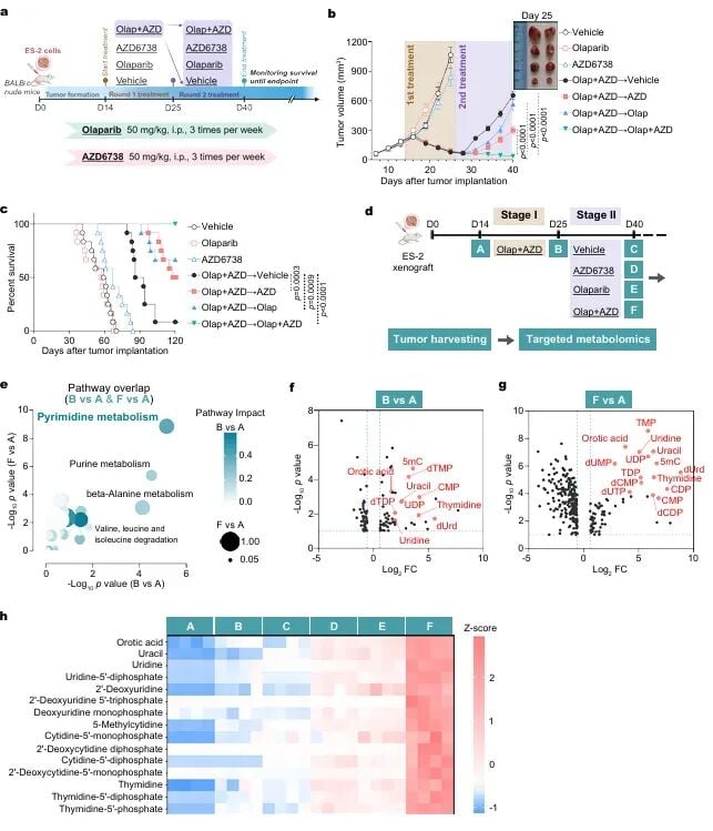 PARP和ATR联合抑制后停药残留肿瘤对嘧啶代谢依赖的体内实验图