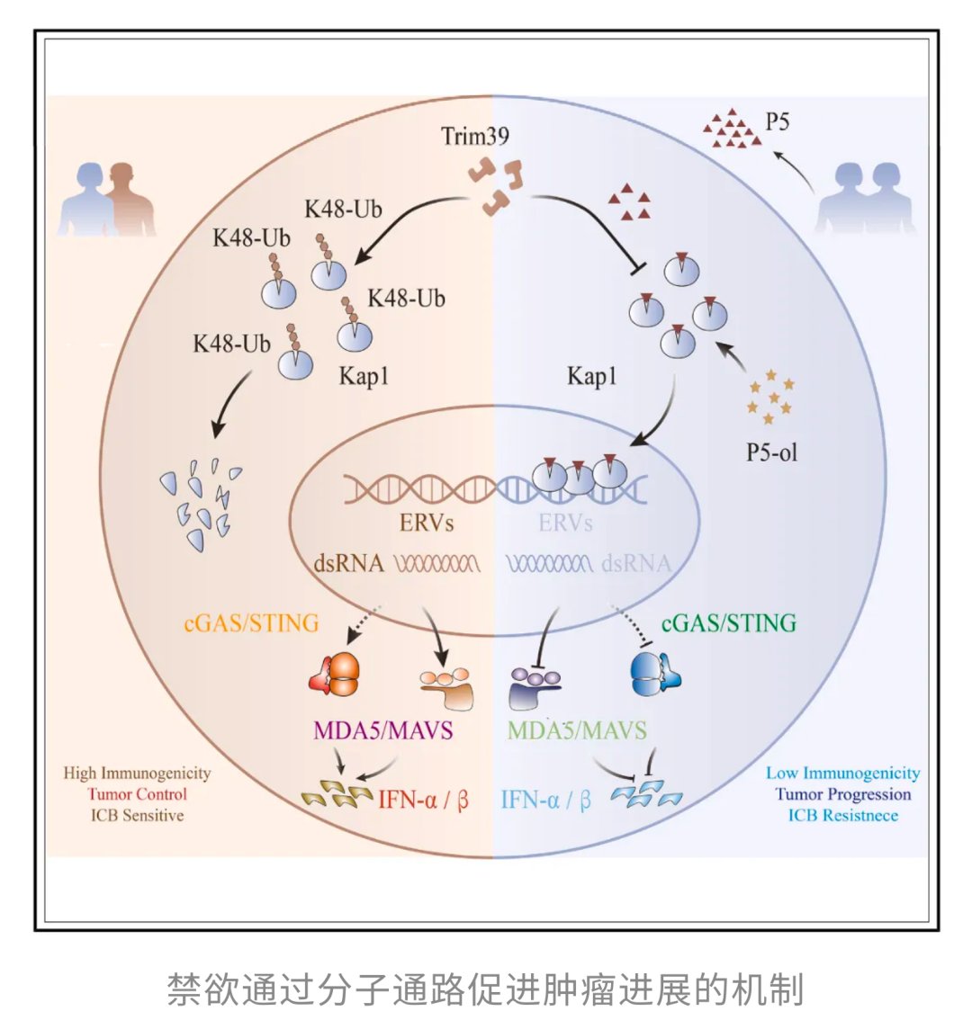 人类队列研究显示性行为与癌症患者生存期和发病风险相关