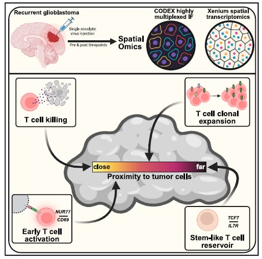 溶瘤病毒疗法治疗复发性胶质母细胞瘤的临床研究流程与免疫反应解析图
