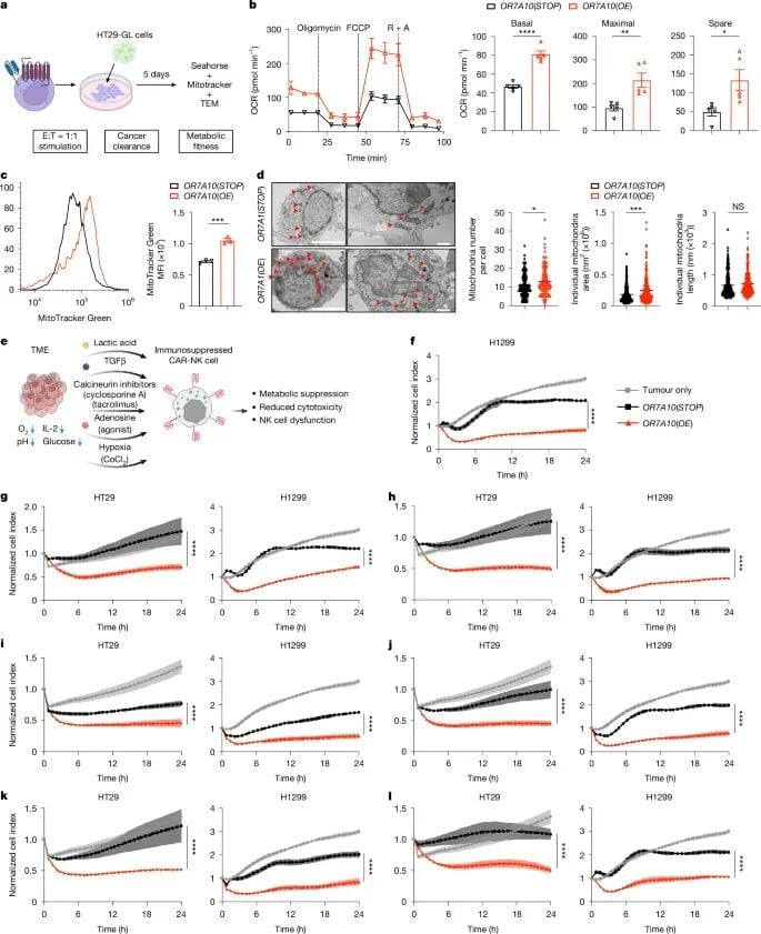 OR7A10工程化CAR-NK细胞的代谢适应性和肿瘤微环境抵抗能力数据图