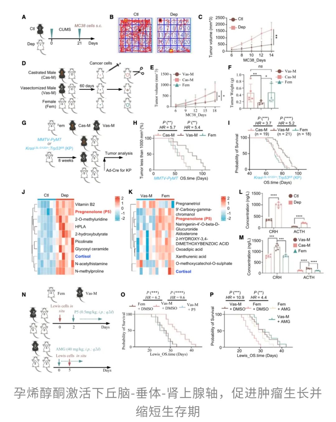 孕烯醇酮升高削弱免疫系统对肿瘤的识别和攻击