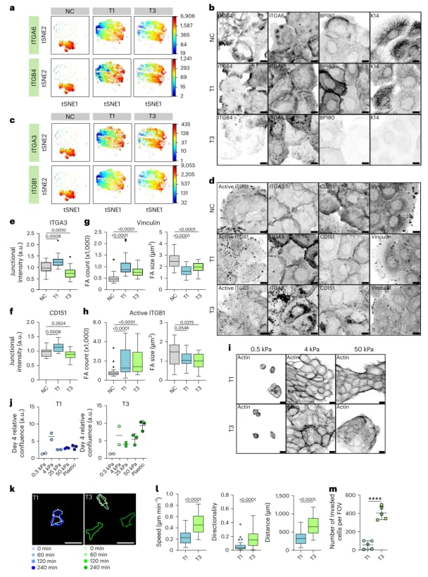 层粘连蛋白结合整合素调节声带癌细胞动力学和球体压实的机制图
