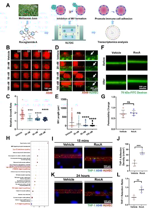 血管化肺肿瘤类器官芯片评估天然化合物Rocaglamide的抗肿瘤机制