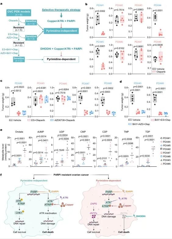 基于嘧啶代谢水平对PARP抑制剂耐药卵巢癌进行分层治疗策略图