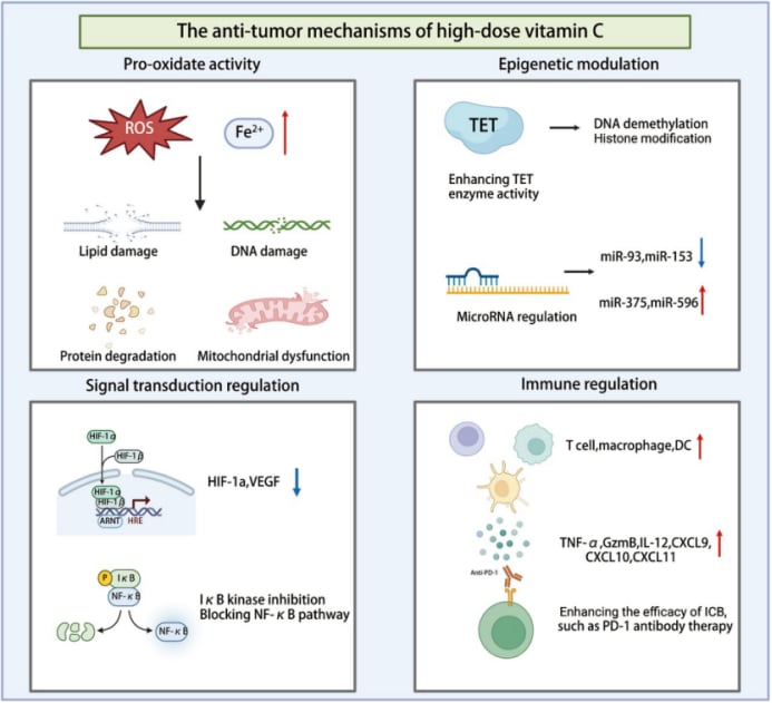 高剂量维生素C抗肿瘤机制图解