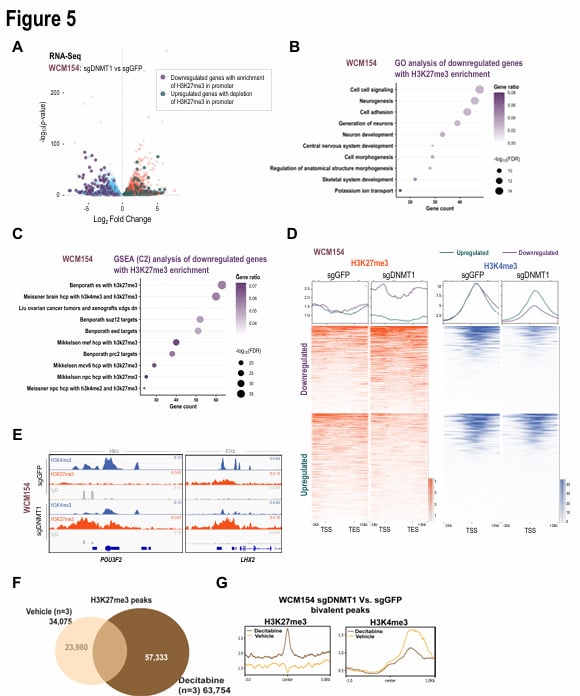 DNMT1缺失对神经内分泌前列腺癌H3K27me3修饰及基因表达的影响