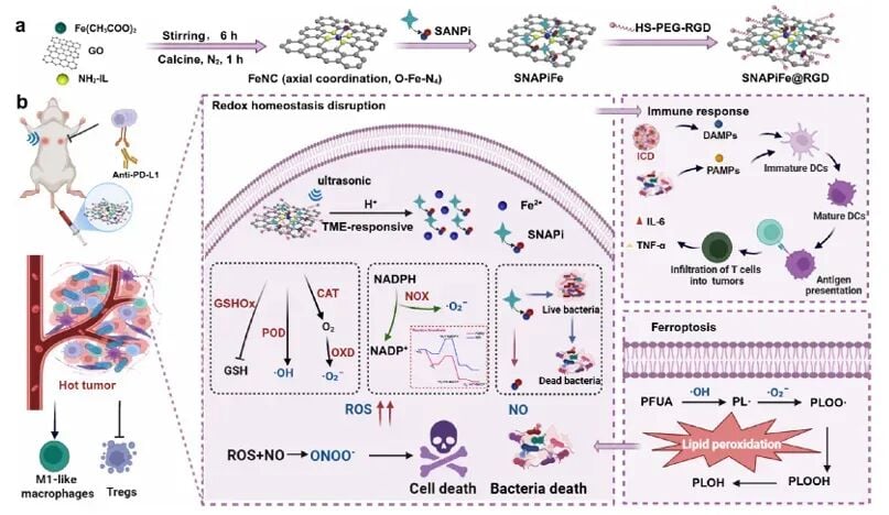 SNAPiFe@RGD构建流程及其逆转免疫抑制的总体策略图