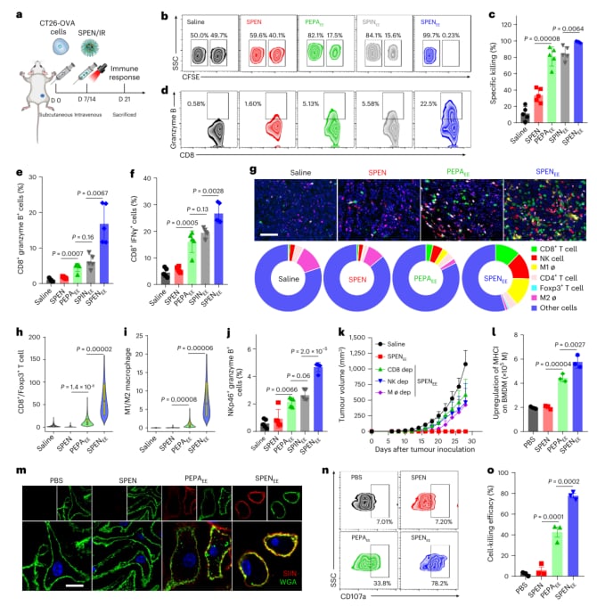 图5：SPEN通过重塑肿瘤免疫微环境，显著增加了CD8+ T细胞和NK细胞等抗癌战士的数量