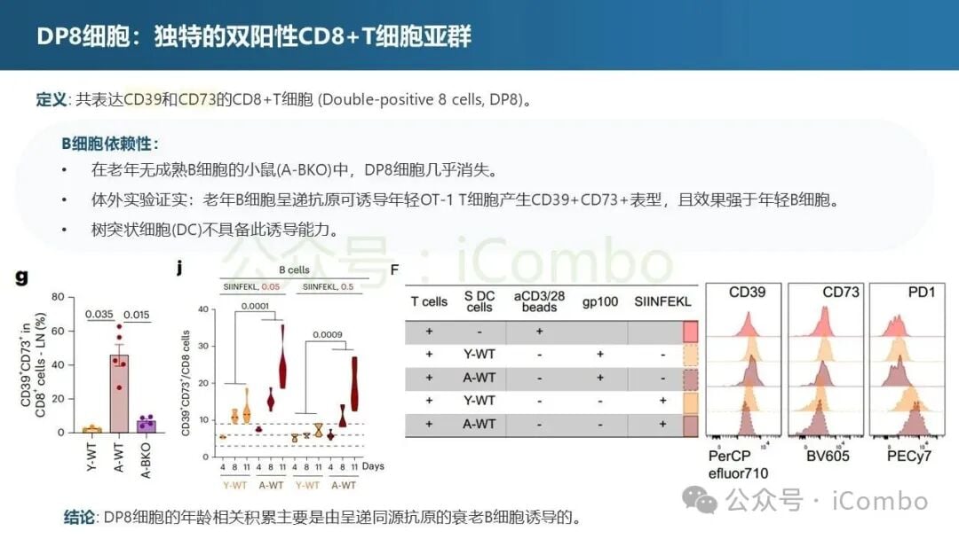 DP8细胞在肿瘤微环境中的分布与PD-1表达特征