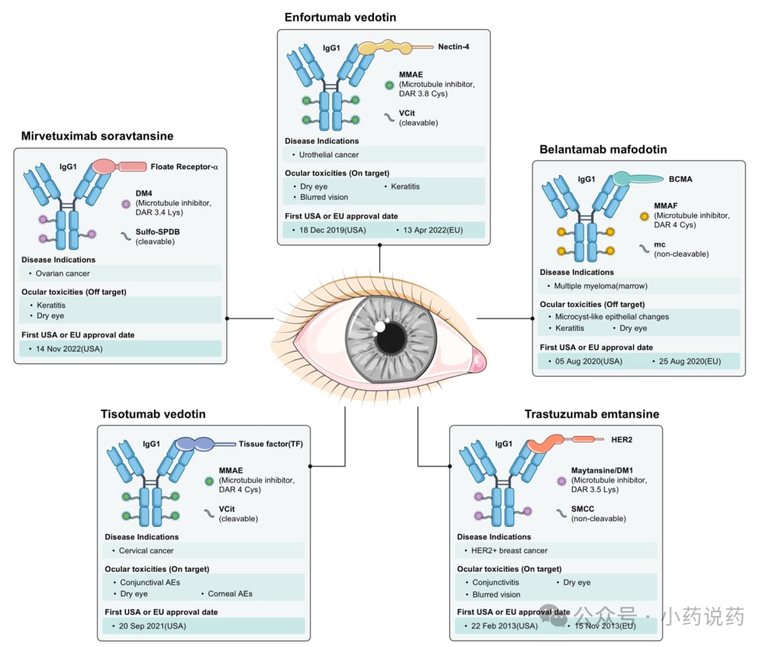 抗体偶联药物ADC的结构组成与眼部暴露途径示意图
