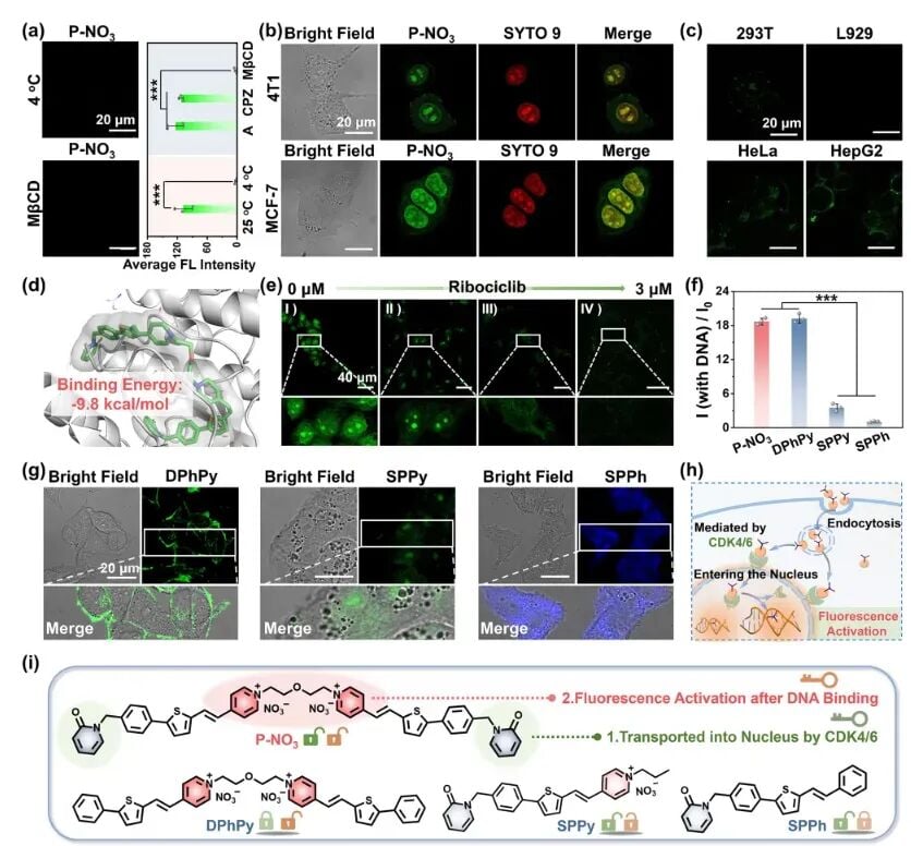 P-NO3在乳腺癌细胞系MCF-7及4T1中的细胞内靶向性验证实验