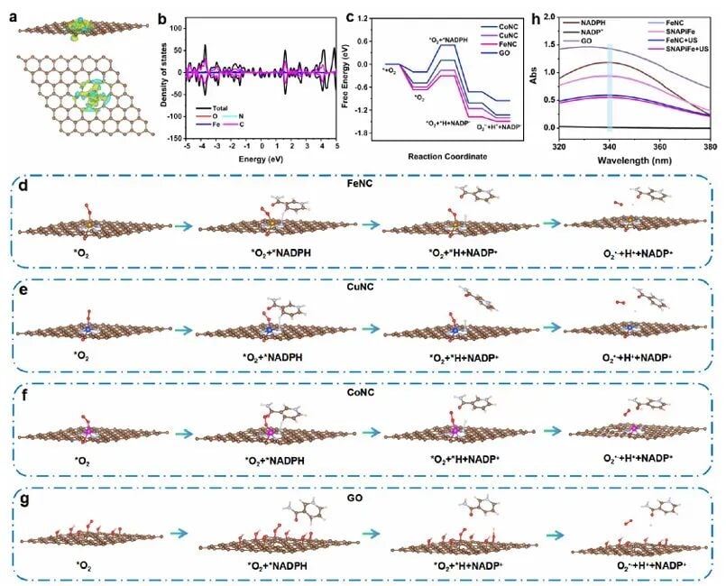 DFT计算模拟纳米酶增强自由基生成的机理图