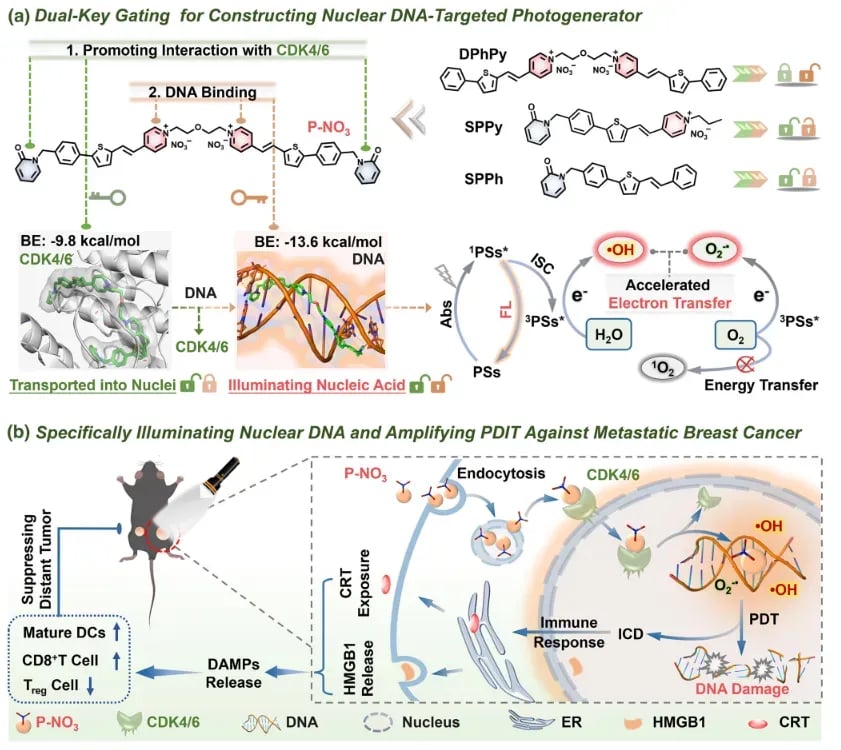 P-NO3的CDK4/6介导核转运与DNA锚定机制示意图