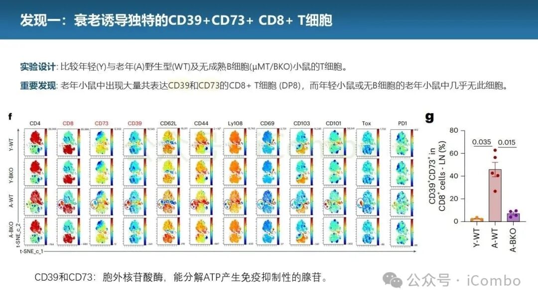 衰老B细胞诱导DP8细胞产生的机制研究