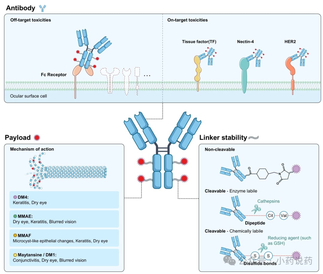 影响ADC眼部毒性的关键因素：载荷类型、连接子及理化特性图解