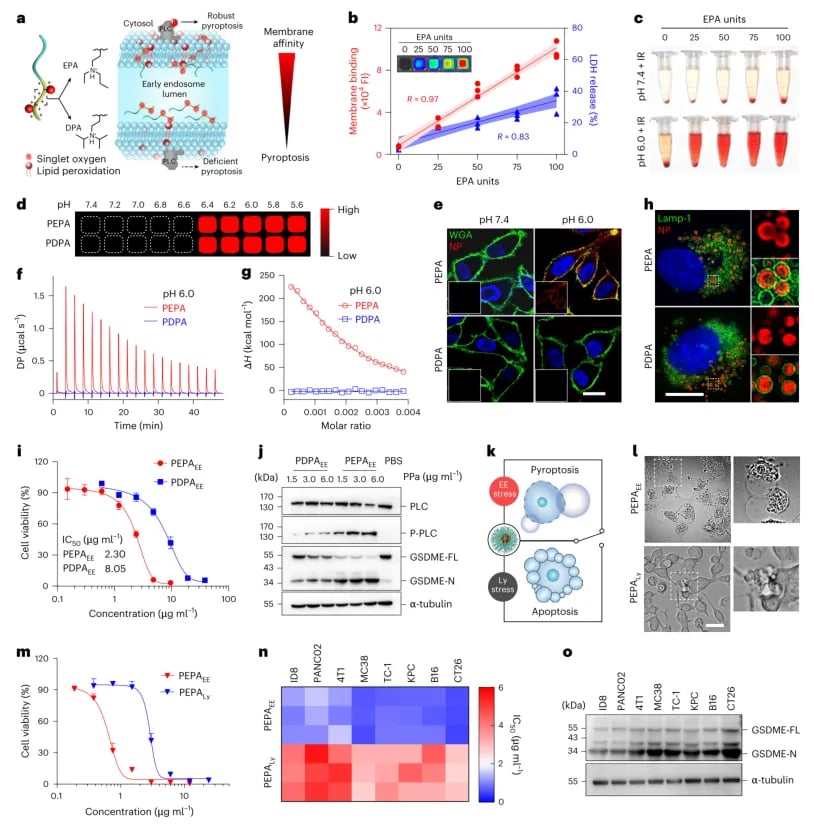 图2：实验数据证明纳米颗粒的膜亲和力能够精准调控早期内体应激，从而高效诱导癌细胞焦亡