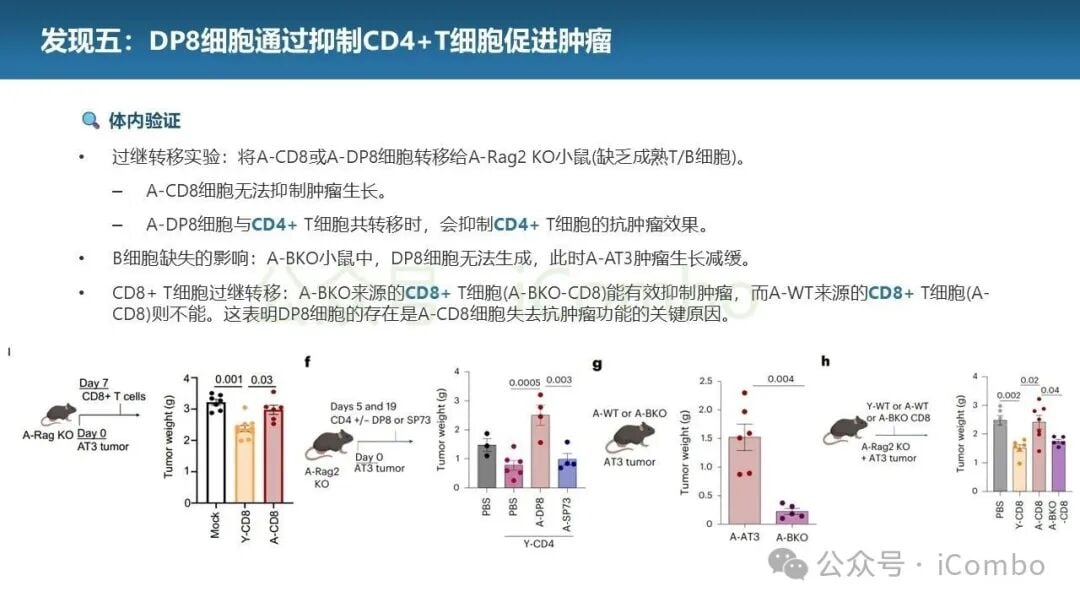老年小鼠在不同治疗方案下的生存曲线分析