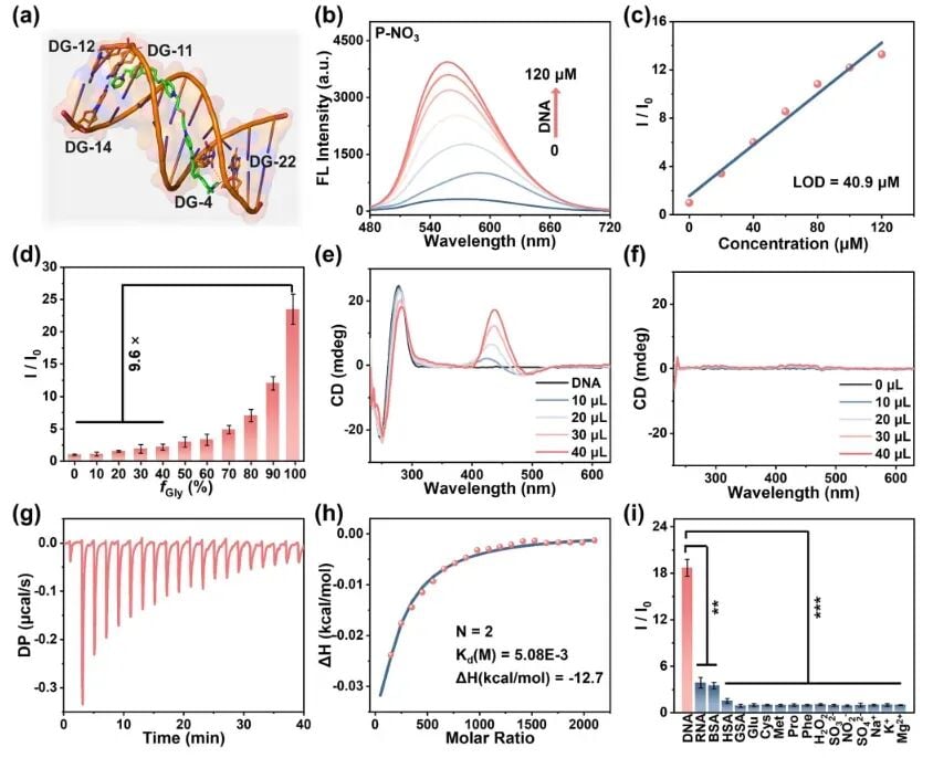 P-NO3与DNA结合机制的荧光滴定与等温滴定量热(ITC)分析图