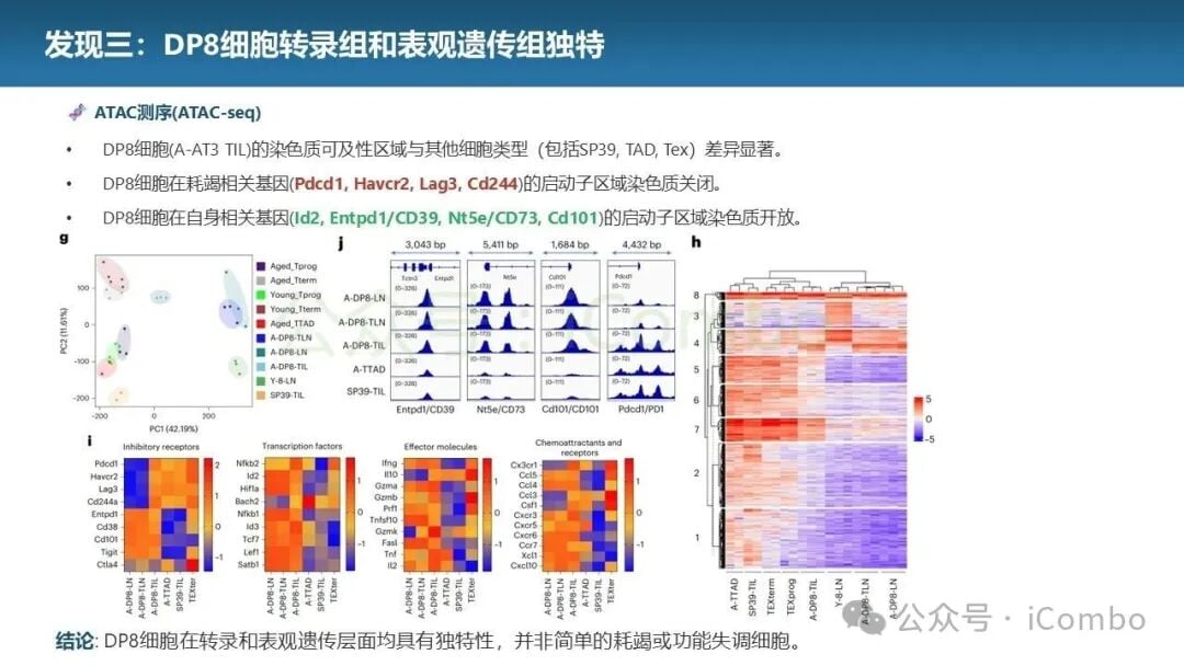 靶向CXCL16阻断DP8细胞募集的实验结果图