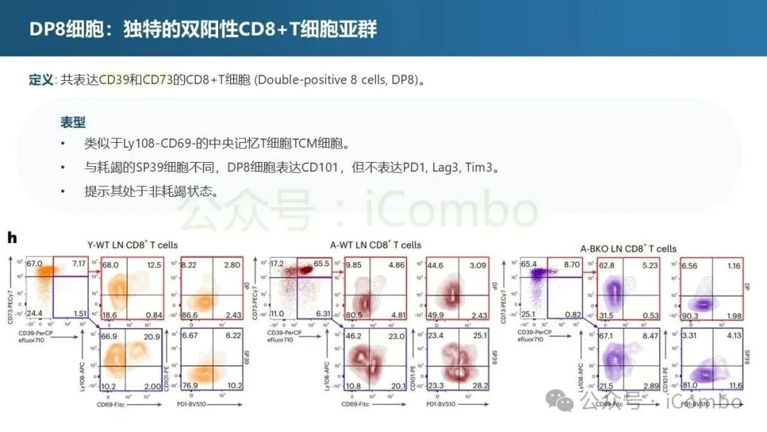DP8细胞与耗竭性T细胞的转录组差异分析