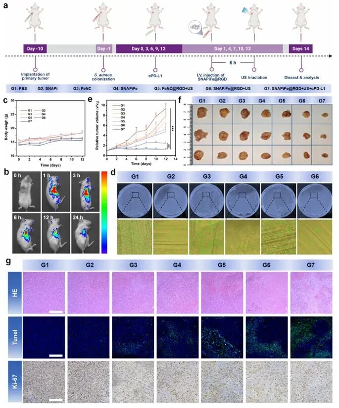 小鼠模型中清除肿瘤细菌并抑制肿瘤生长的疗效观察