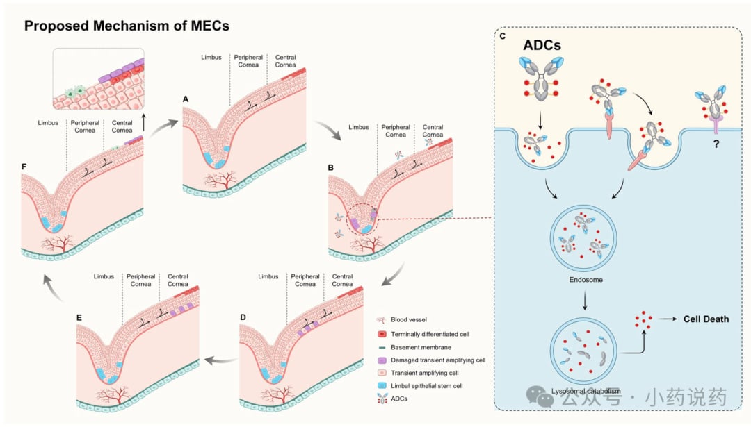 ADC药物通过靶向与非靶向途径被眼部细胞内化的机制解析