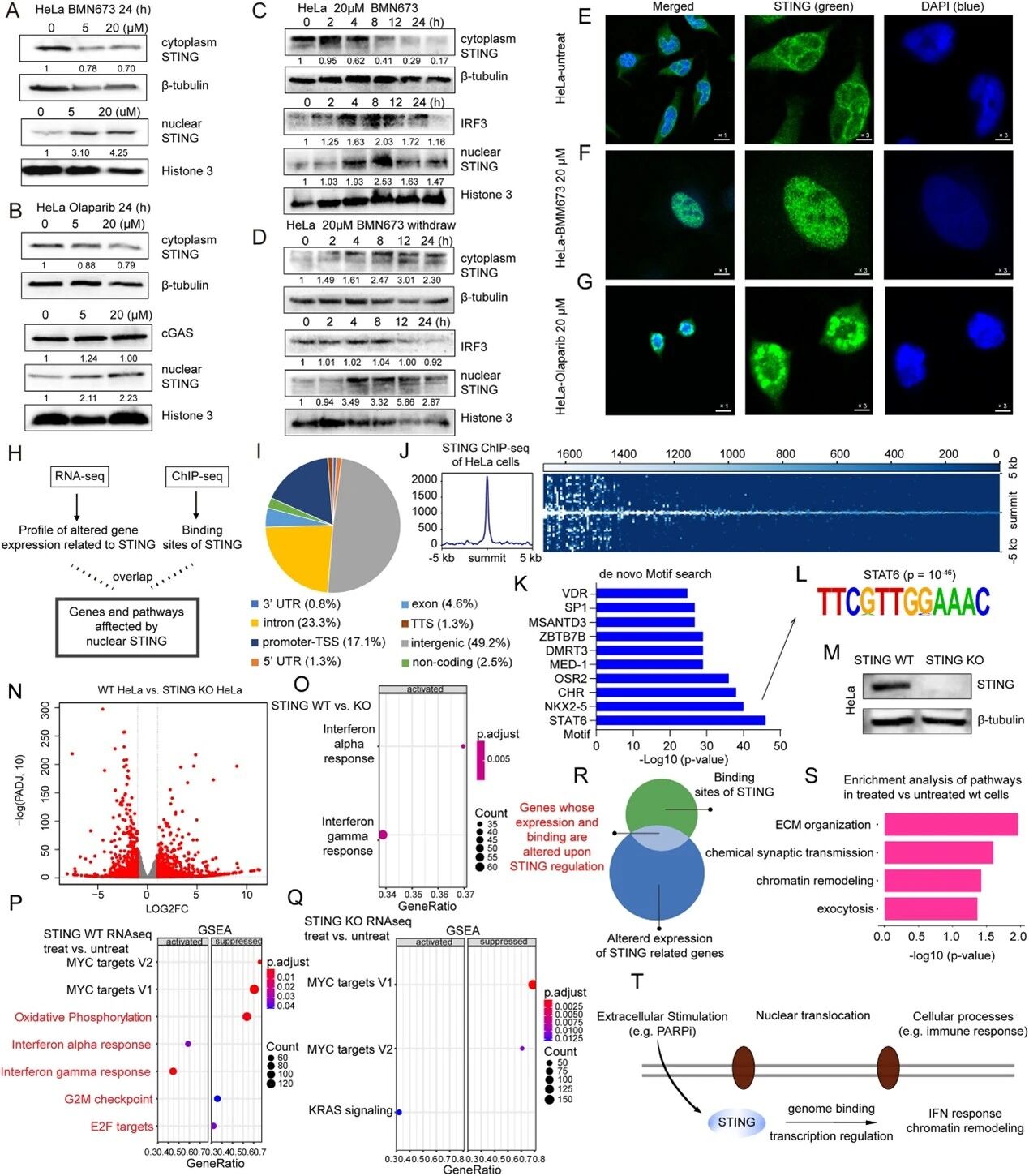 上海交通大学团队关于DNA损伤诱导STING核转位及信号通路激活的实验数据图