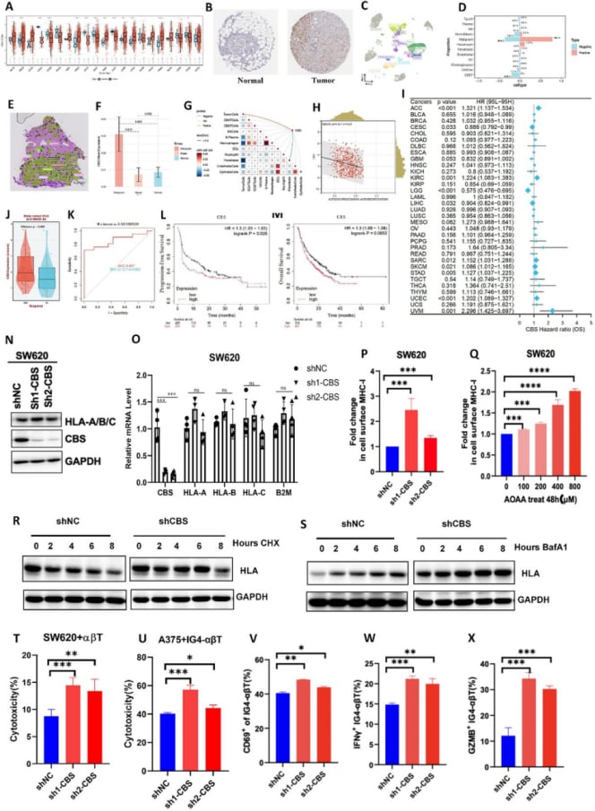 CBS通过加速MHC-I蛋白降解促进肿瘤免疫逃逸的机制模式图