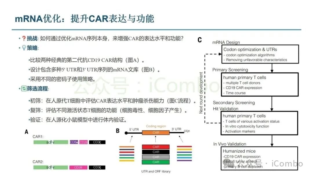 体内CAR-T安全性评估与细胞因子反应研究图