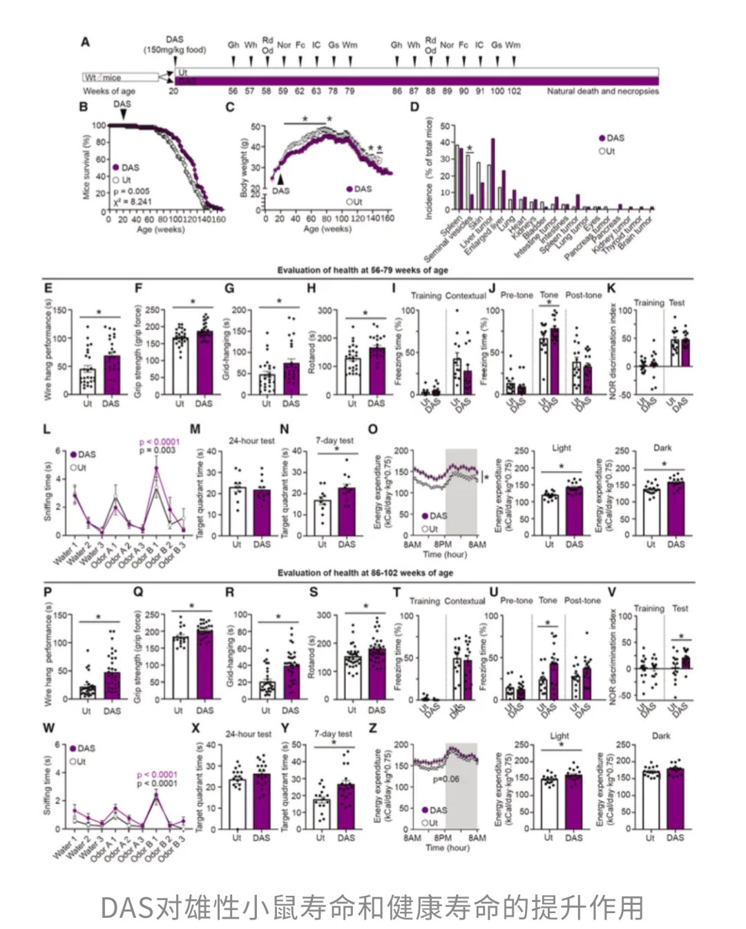 DAS改善小鼠健康寿命与认知运动表现的实验图
