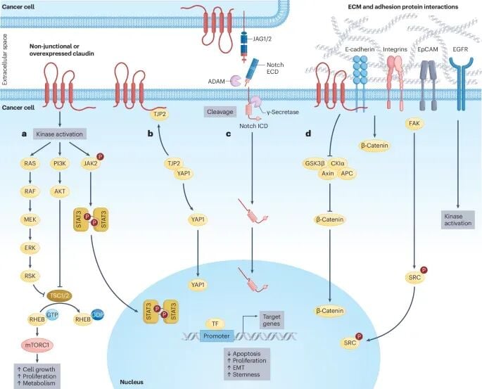 癌症中Claudin蛋白激活致癌信号通路如PI3K-AKT及YAP机制流程图