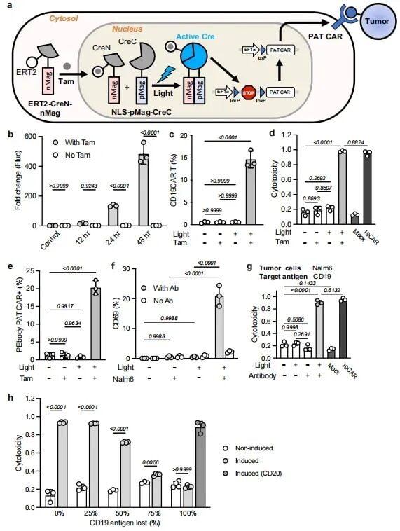 他莫昔芬门控蓝光激活CAR系统的细胞实验结果图