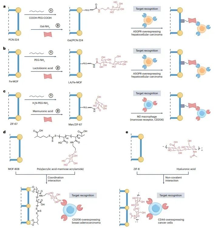 糖类修饰MOFs用于肝癌靶向和巨噬细胞靶向的示意图