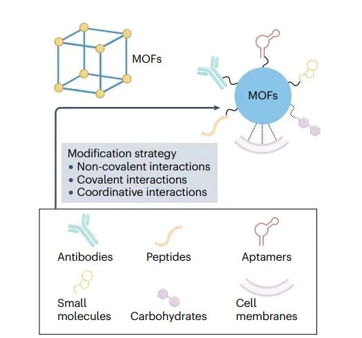 生物功能化金属有机框架设计理念与癌症靶向诊疗构建路径