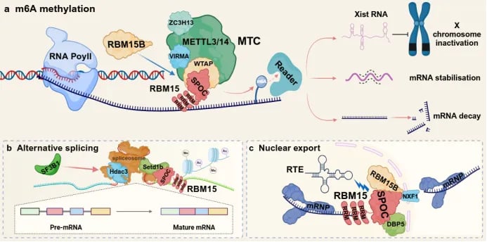 RBM15参与m6A甲基化和RNA代谢调控的生物学功能示意图
