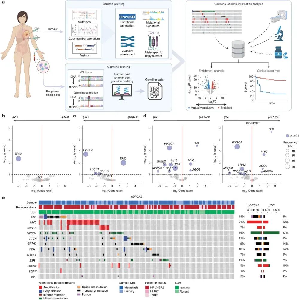 乳腺癌gBRCA1与gBRCA2突变亚型的分子特征及特异性演化差异对比