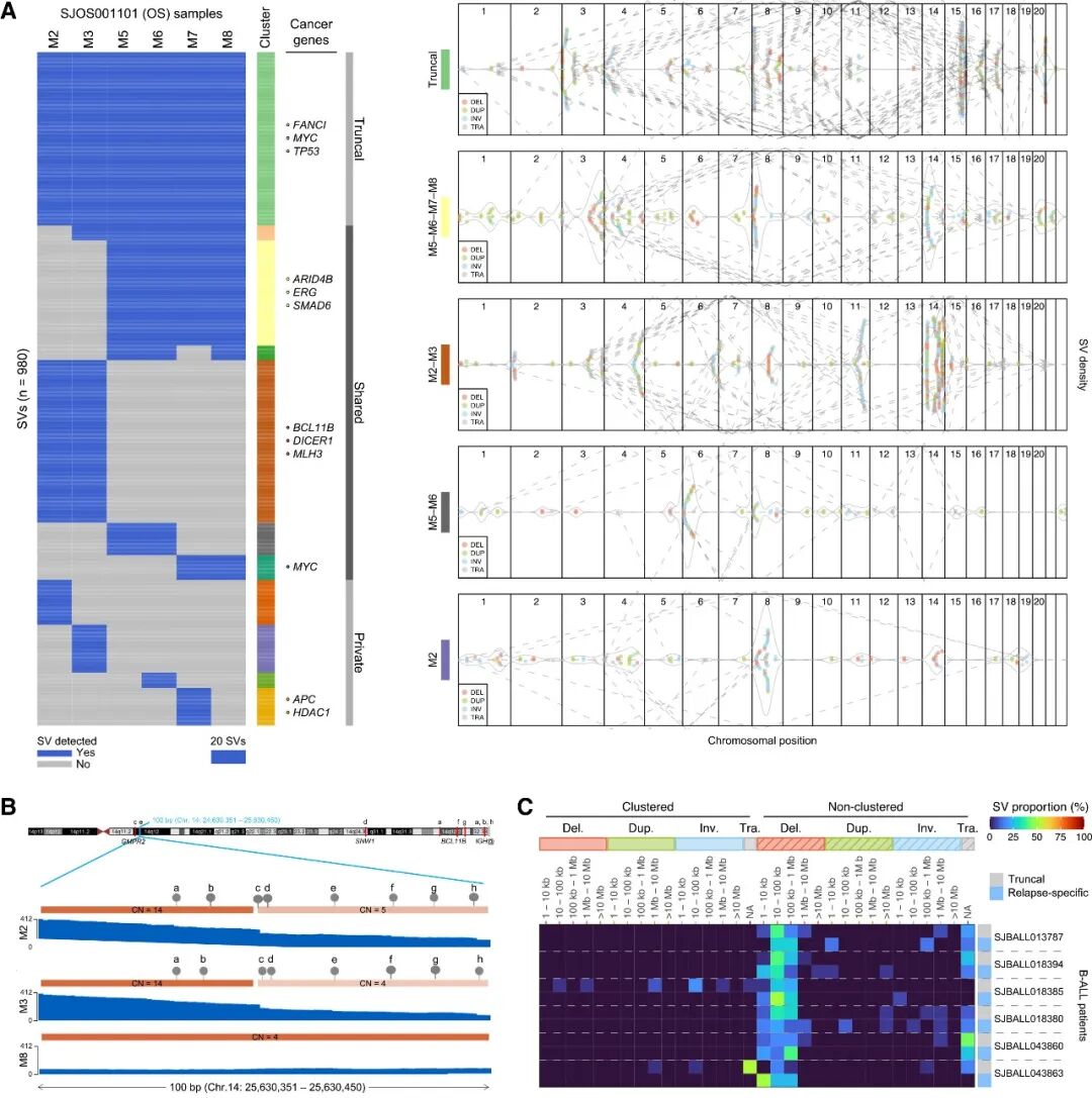 多区域/多时间点样本追踪显示骨肉瘤与B-ALL的SV持续演变与克隆演化路径