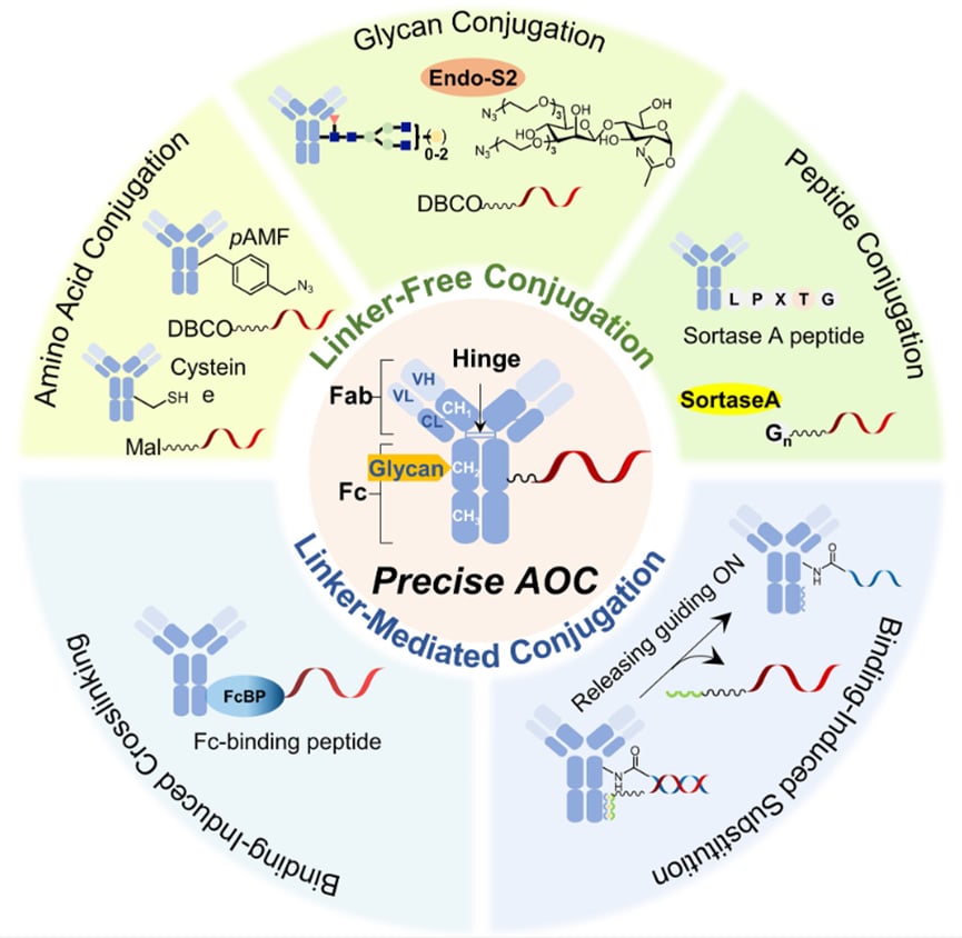 抗体寡核苷酸偶联药物AOC结构与递送概念示意图