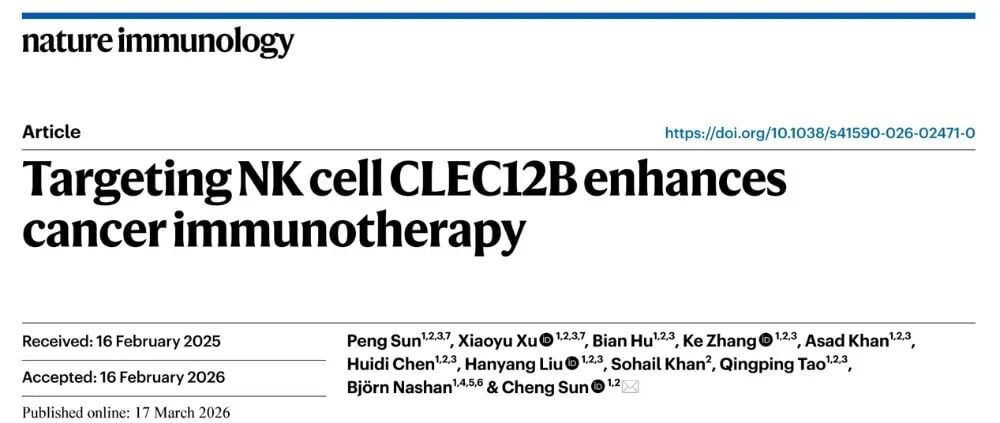 CLEC12B作为NK细胞抑制性免疫检查点的研究要点示意图：阻断后可恢复NK细胞抗肿瘤活性