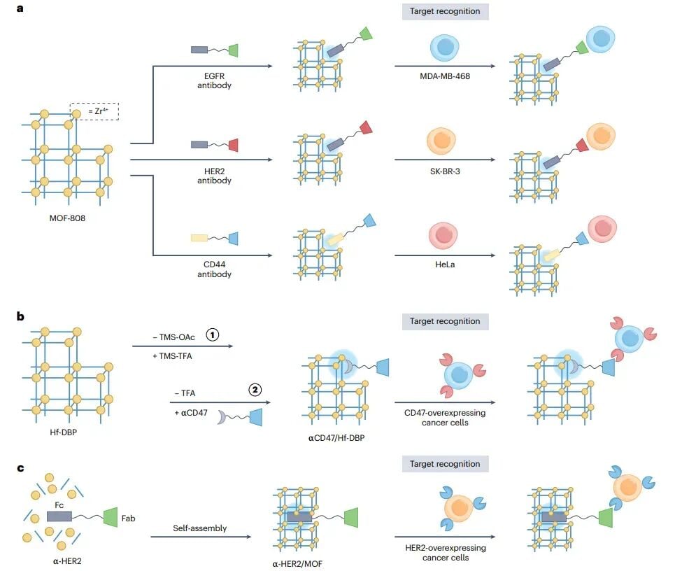 抗体修饰金属有机框架MOFs在肿瘤精准靶向中的应用图